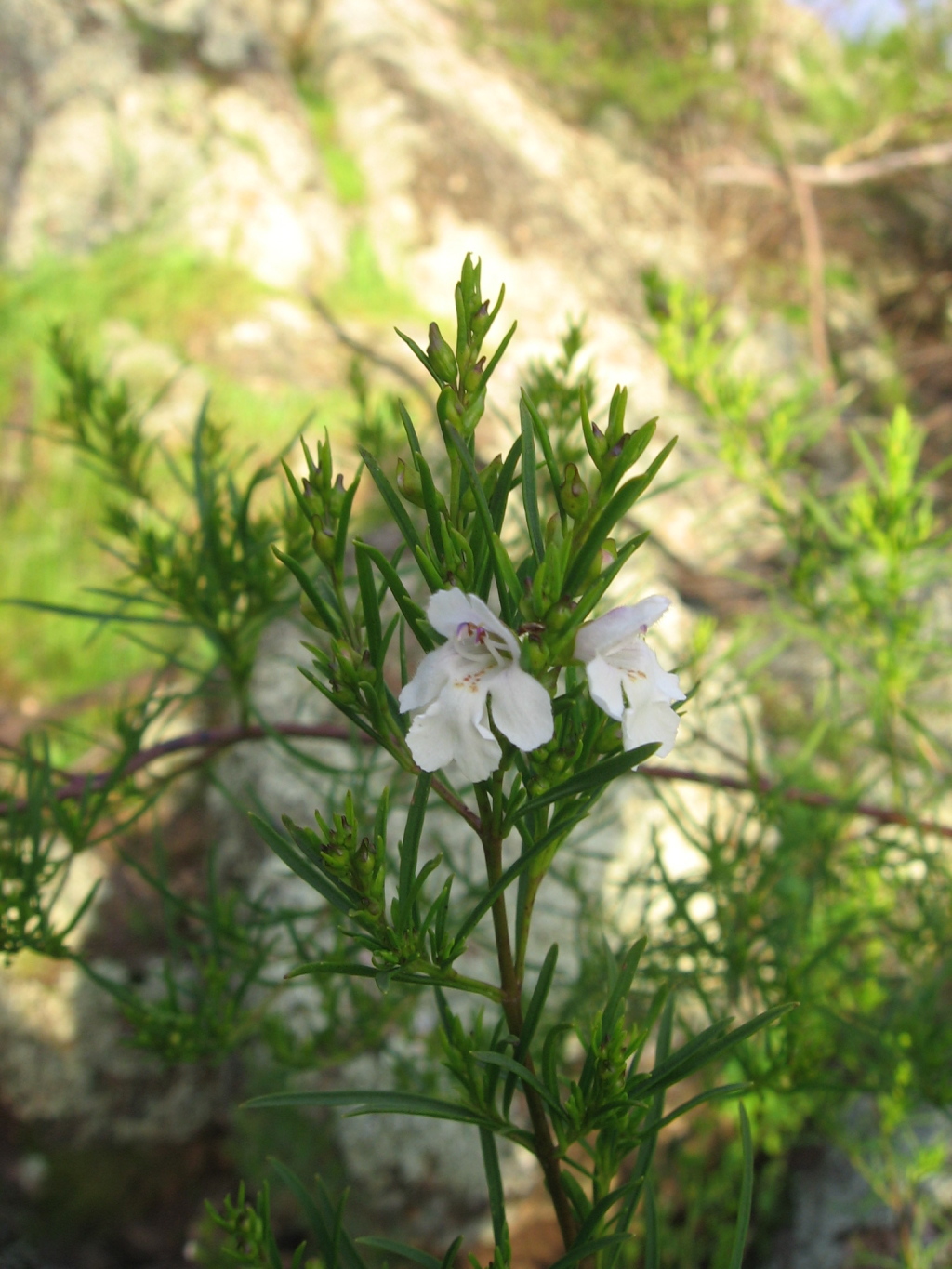 Prostanthera nivea (hero image)