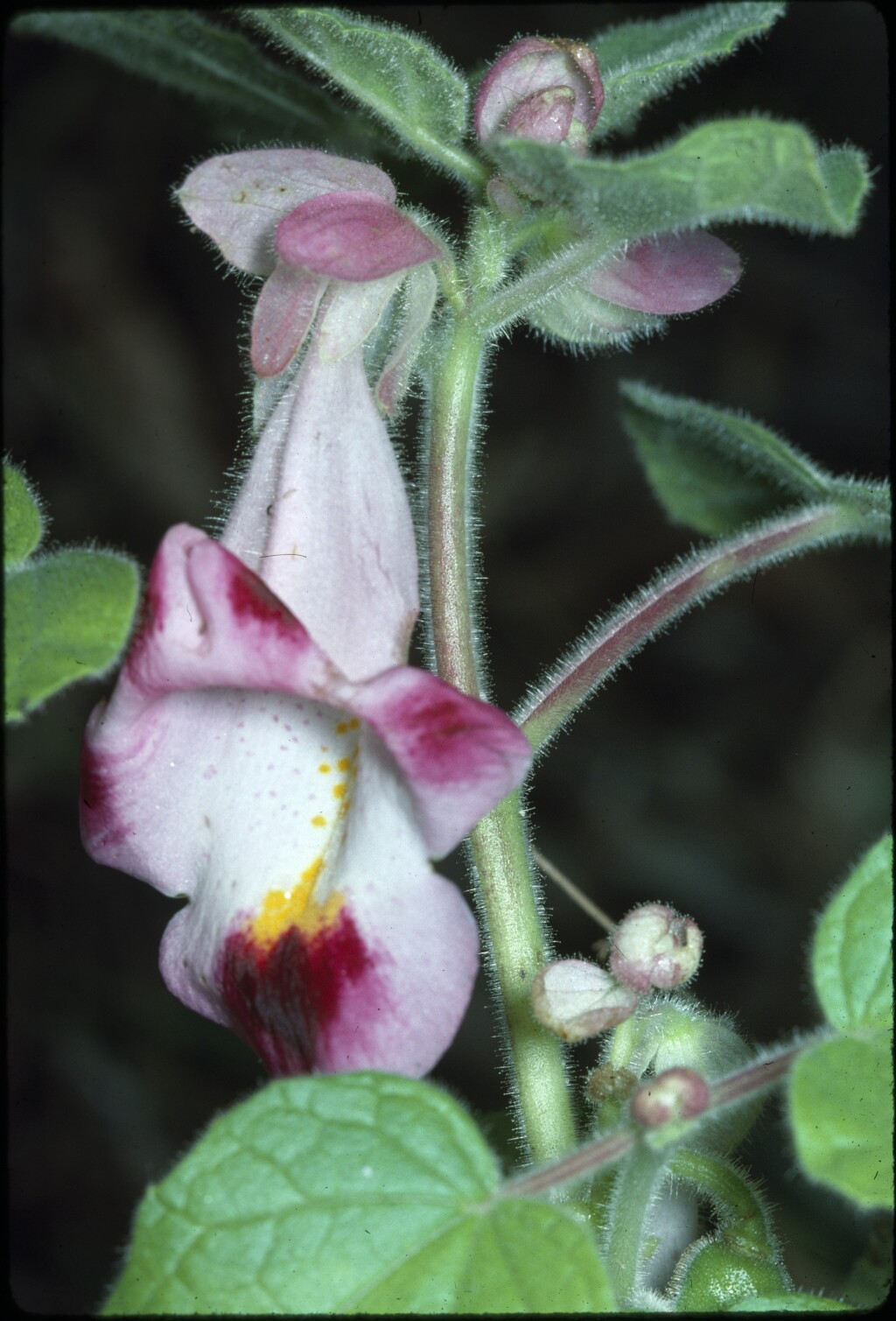 Pedaliaceae (hero image)