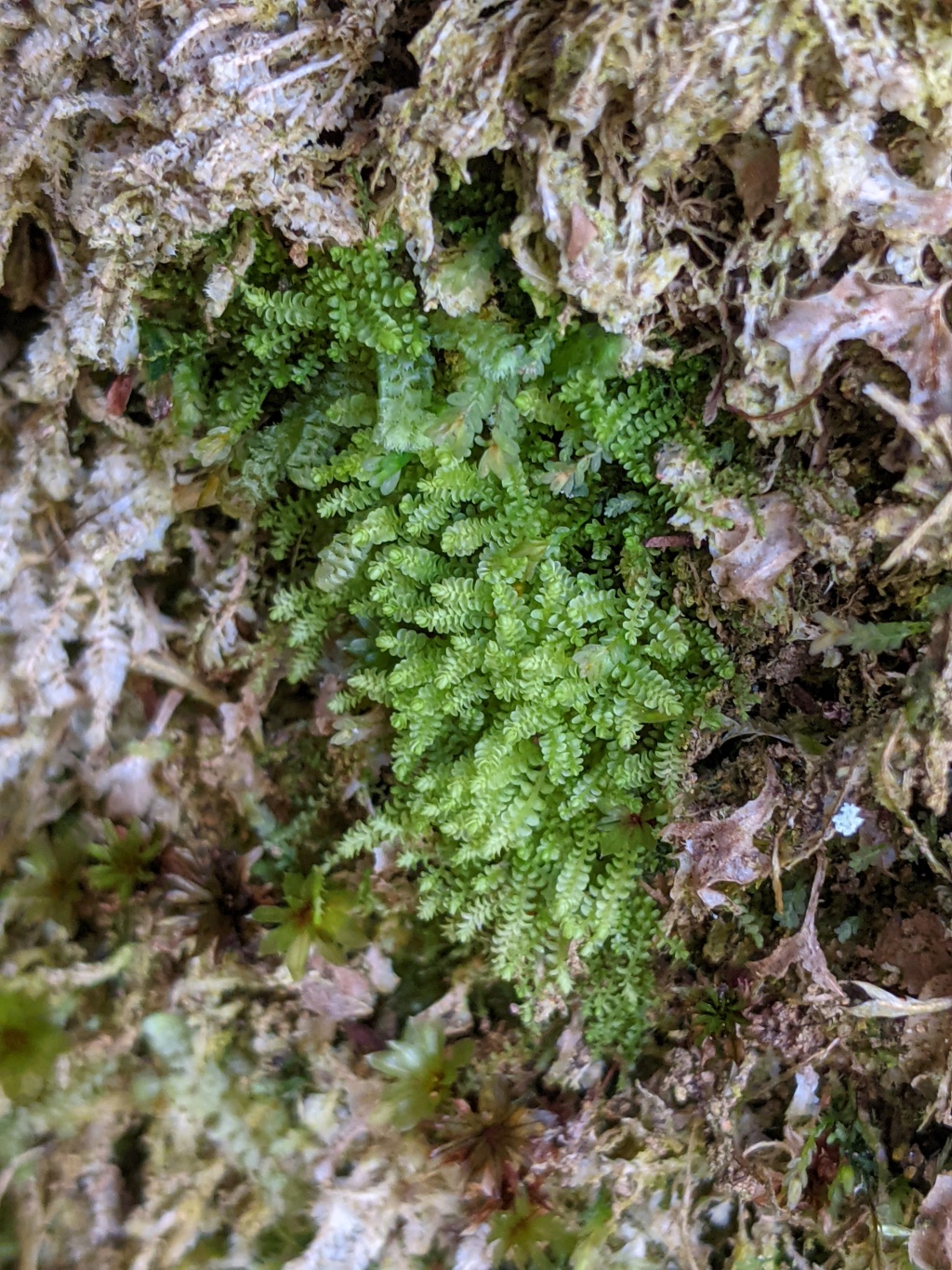 Solenostomataceae (hero image)