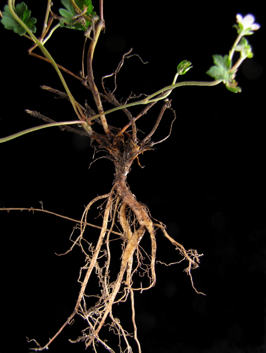 Geraniaceae (hero image)