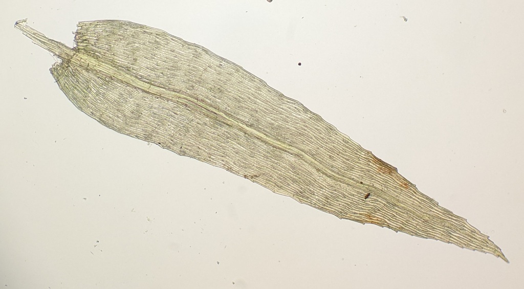 Schizymenium (hero image)