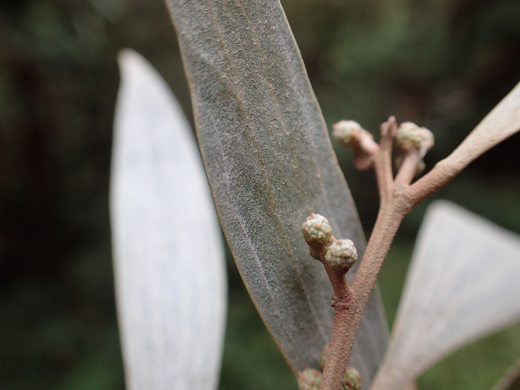 Acacia frigescens (hero image)