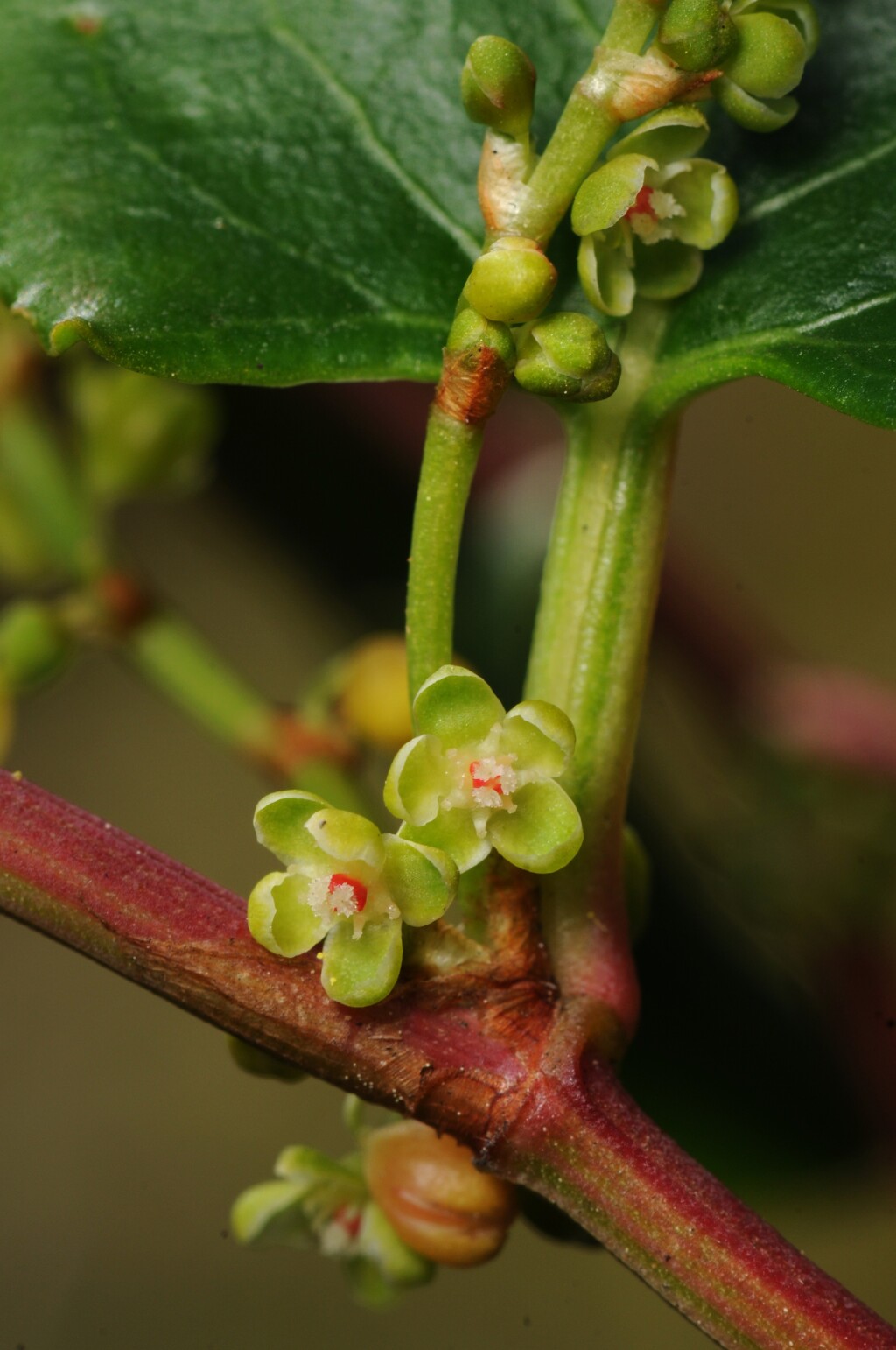 Muehlenbeckia adpressa (hero image)