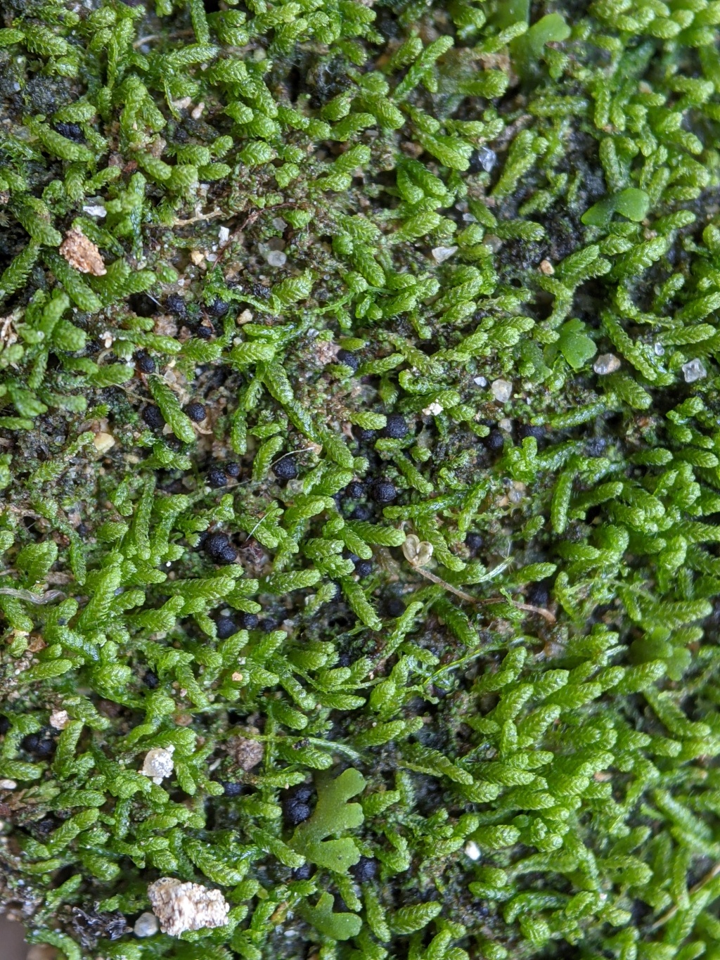 Drucella (hero image)