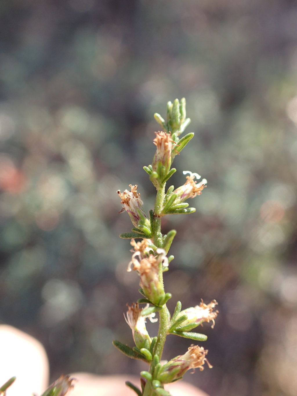 Olearia tubuliflora (hero image)