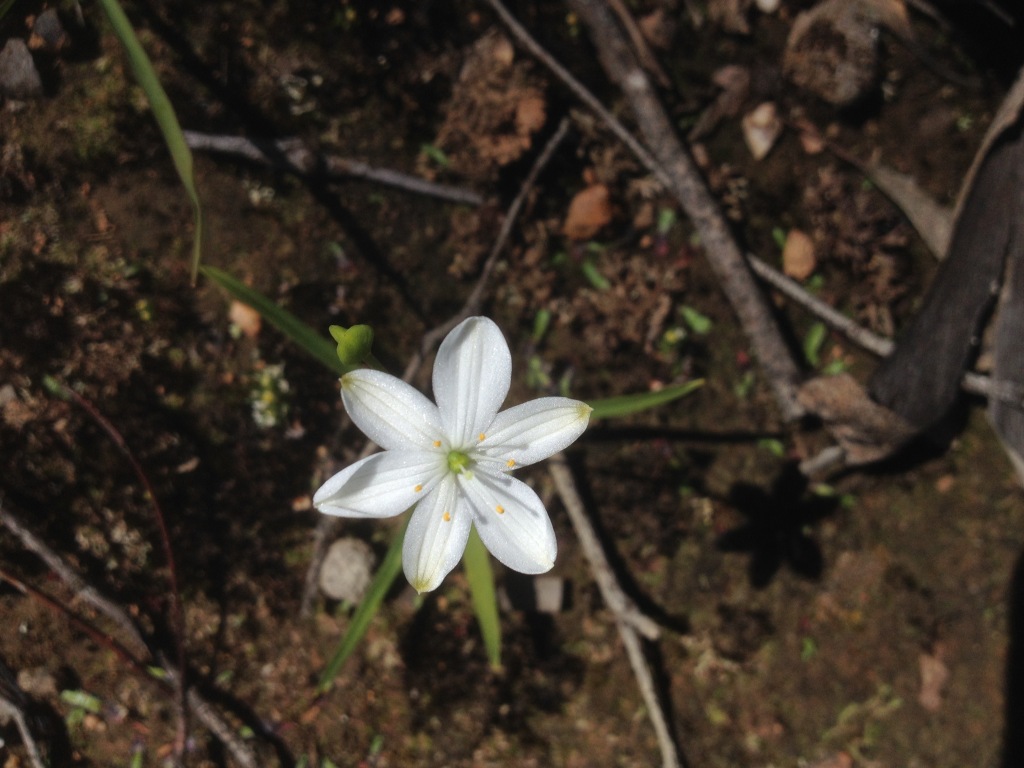 Asphodelaceae (hero image)