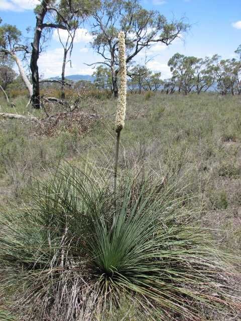 Xanthorrhoea caespitosa (hero image)