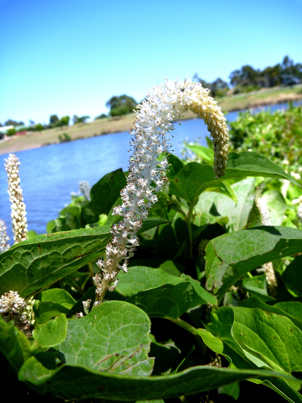 Saururaceae (hero image)