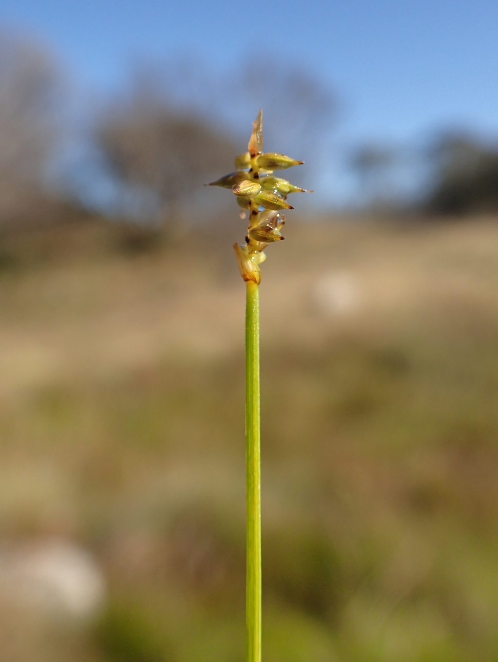 Carex capillacea (hero image)