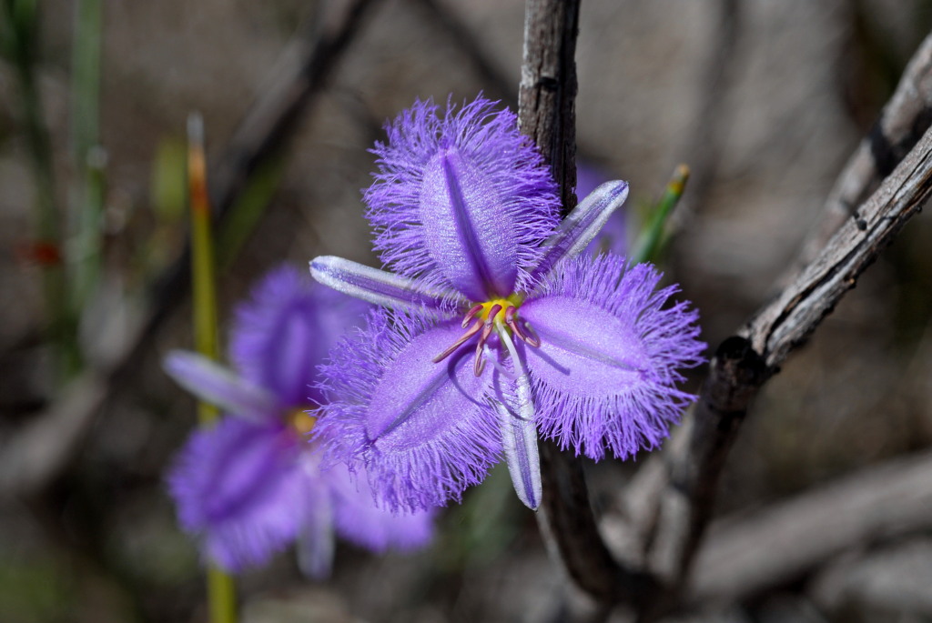 Thysanotus racemoides (hero image)