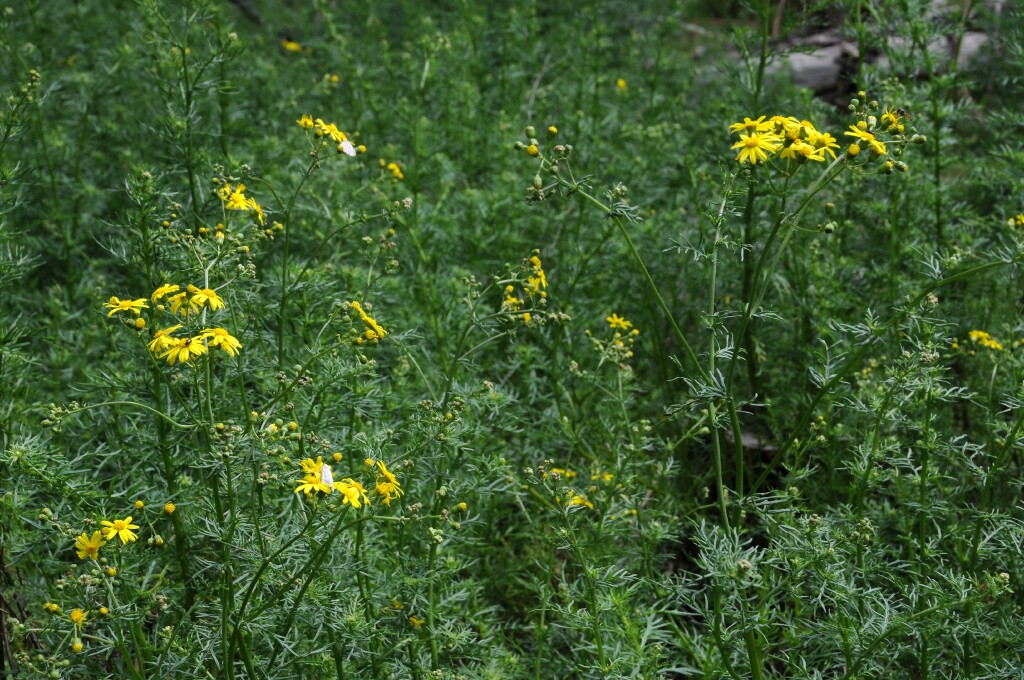 Senecio pinnatifolius (hero image)