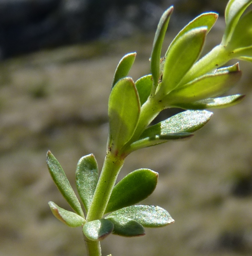 Asperula gunnii (hero image)