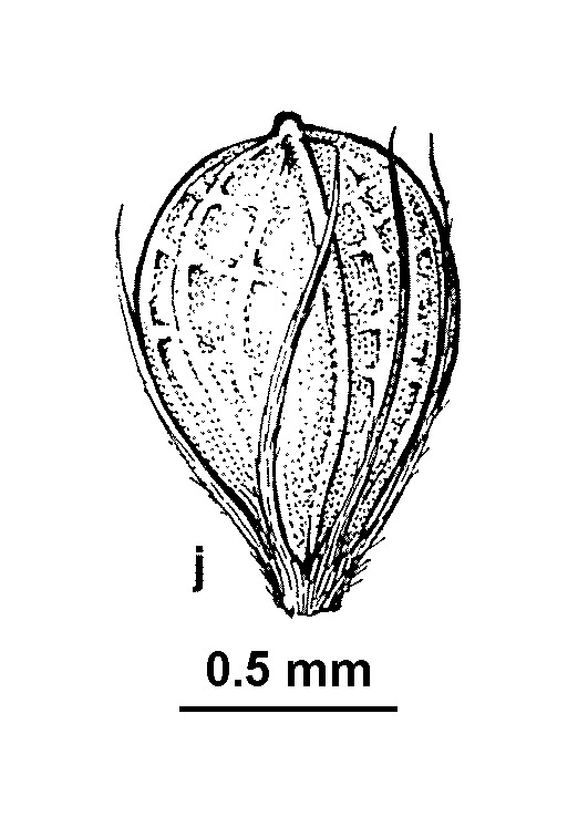 Schoenus nanus (hero image)