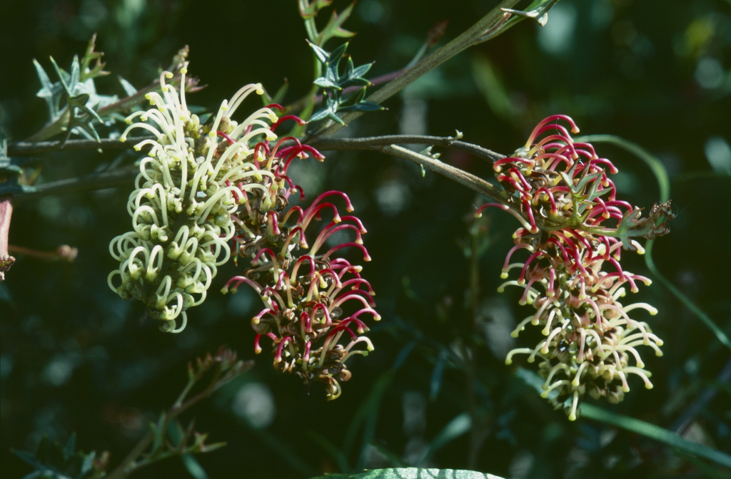 Grevillea pachylostyla (hero image)