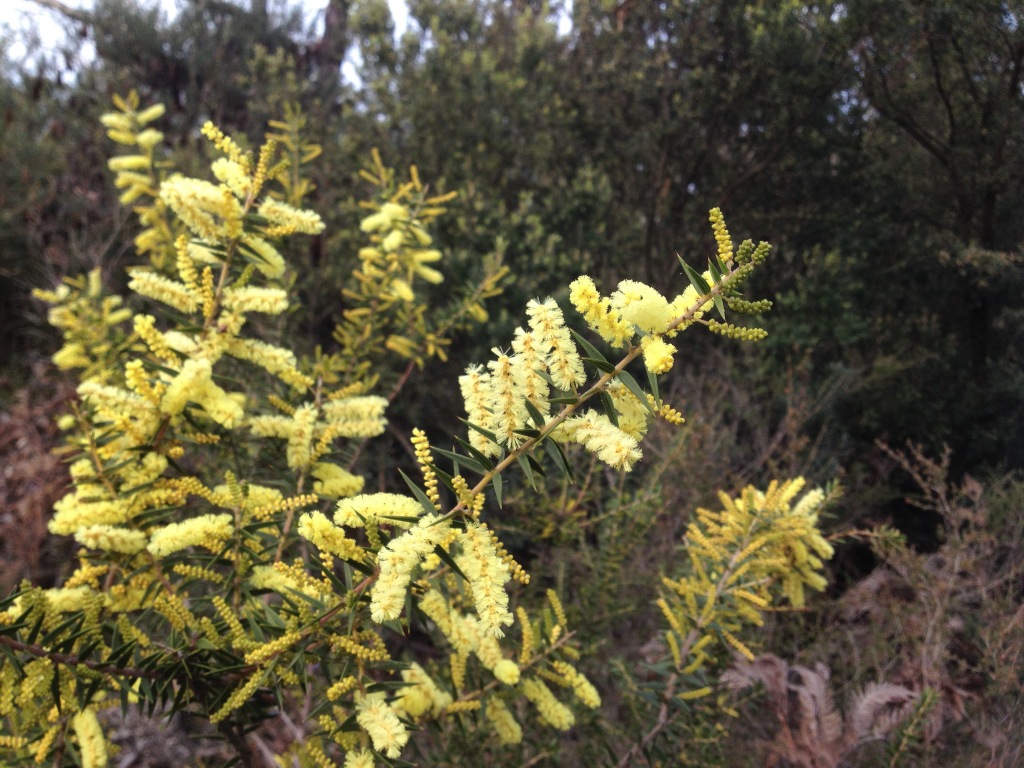 Acacia oxycedrus (hero image)