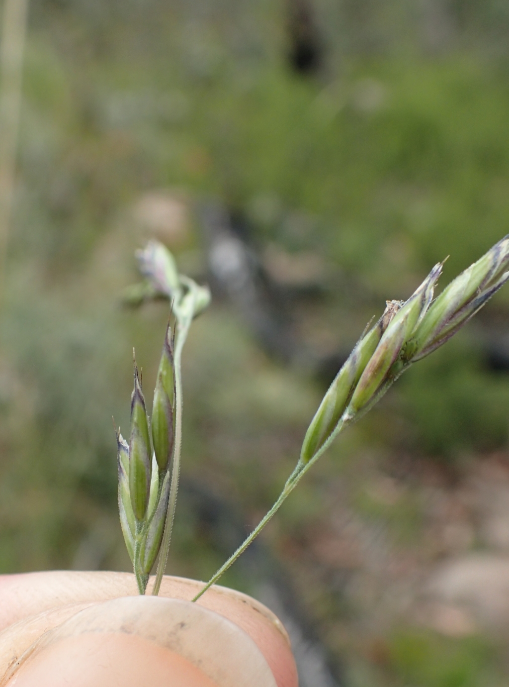 Hookerochloa hookeriana (hero image)