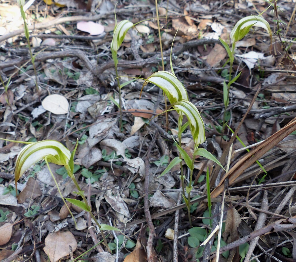 Pterostylis ampliata (hero image)