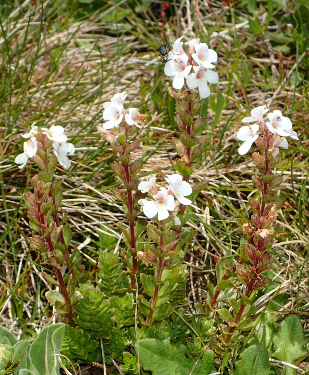 Euphrasia crassiuscula subsp. eglandulosa (hero image)