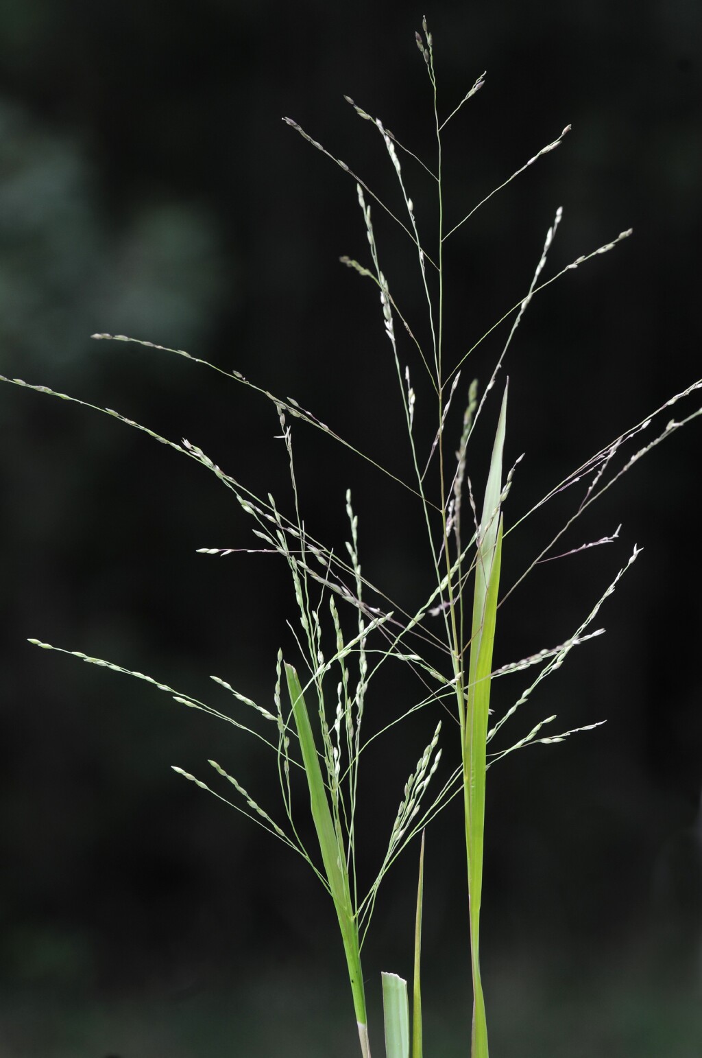 Panicum gilvum (hero image)