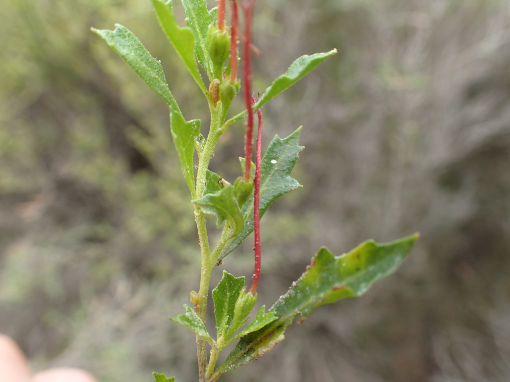 Dodonaea procumbens (hero image)