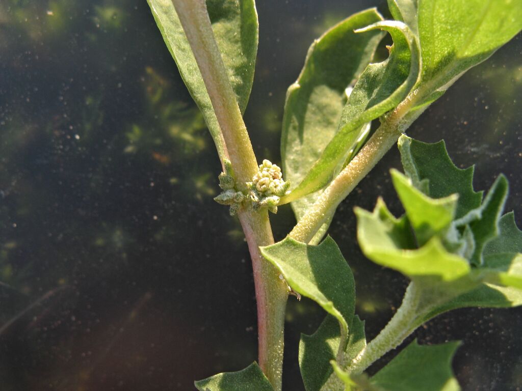 Atriplex suberecta (hero image)