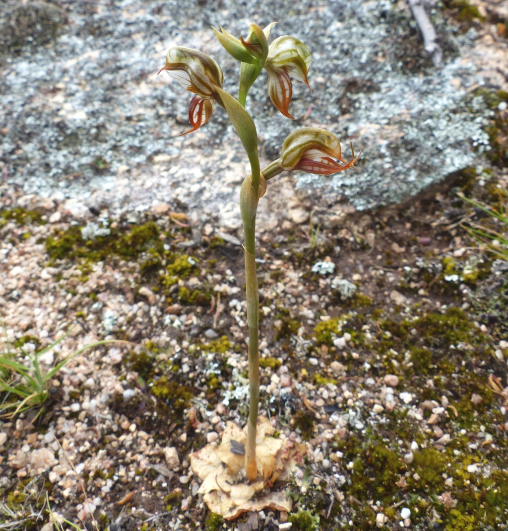 Pterostylis hamata (hero image)