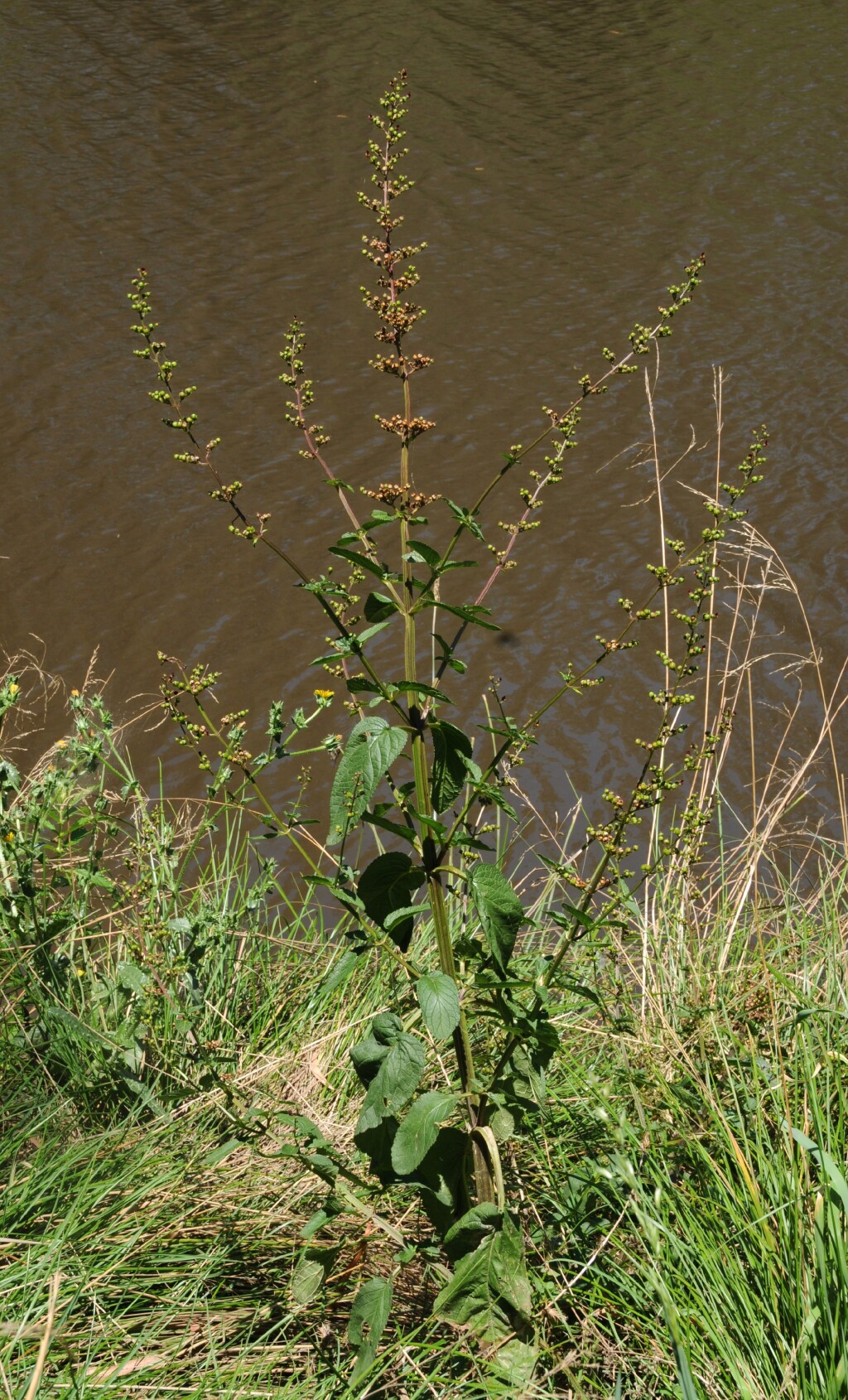 Scrophularia (hero image)