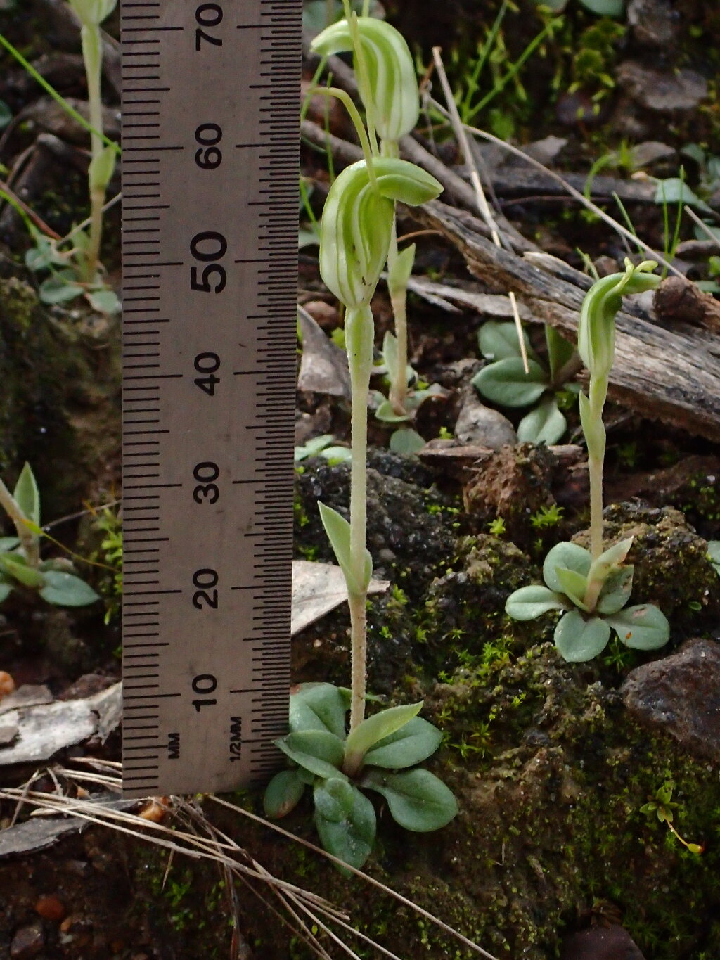 Pterostylis nana (hero image)
