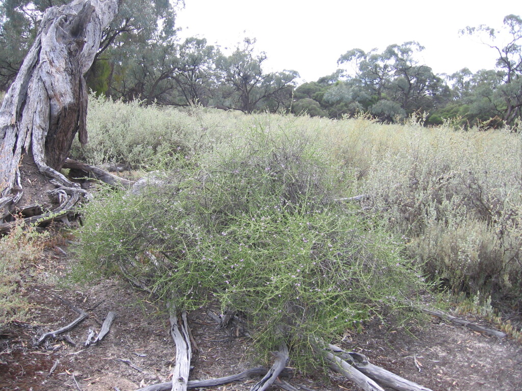 Eremophila divaricata (hero image)