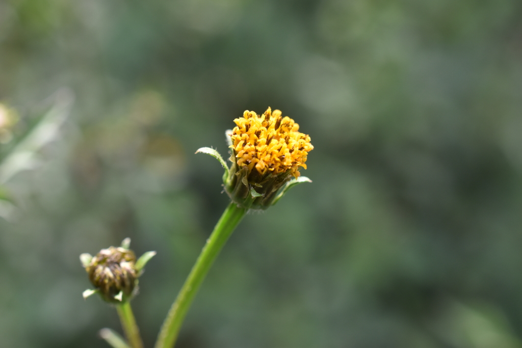 Bidens pilosa var. pilosa (hero image)