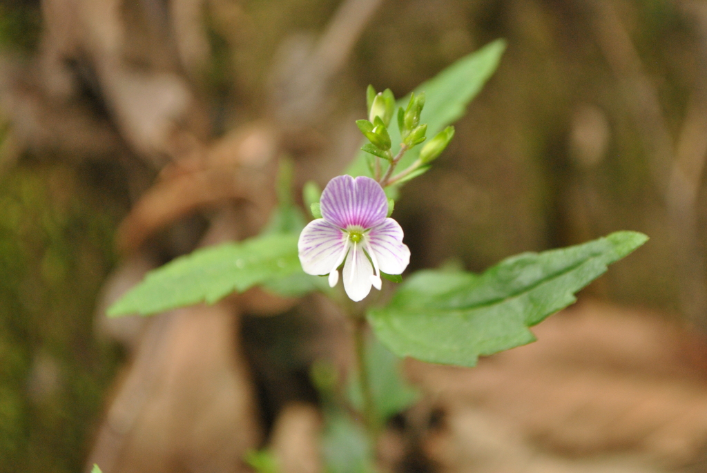 Veronica notabilis (hero image)