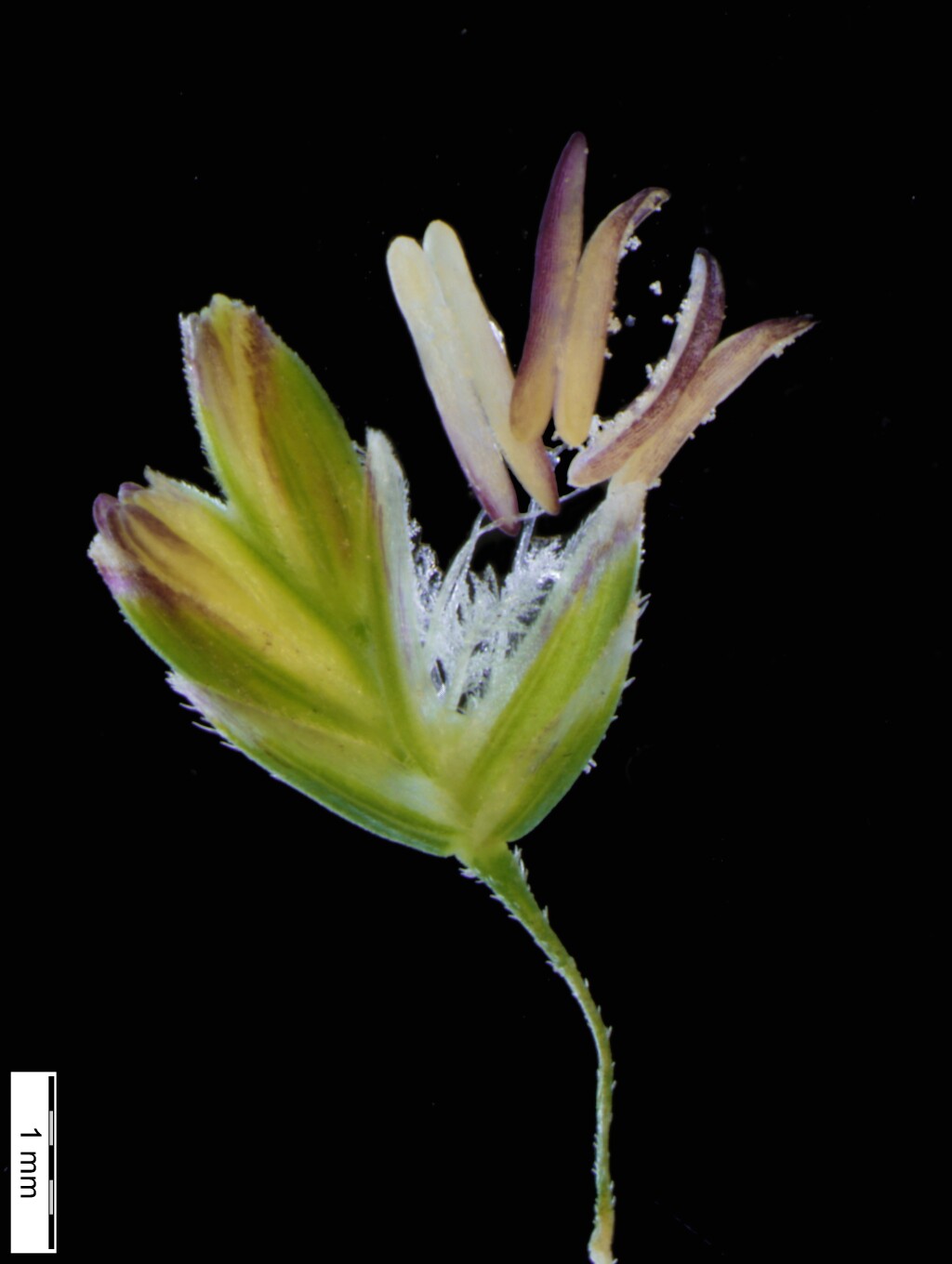 Poa sieberiana var. hirtella (hero image)