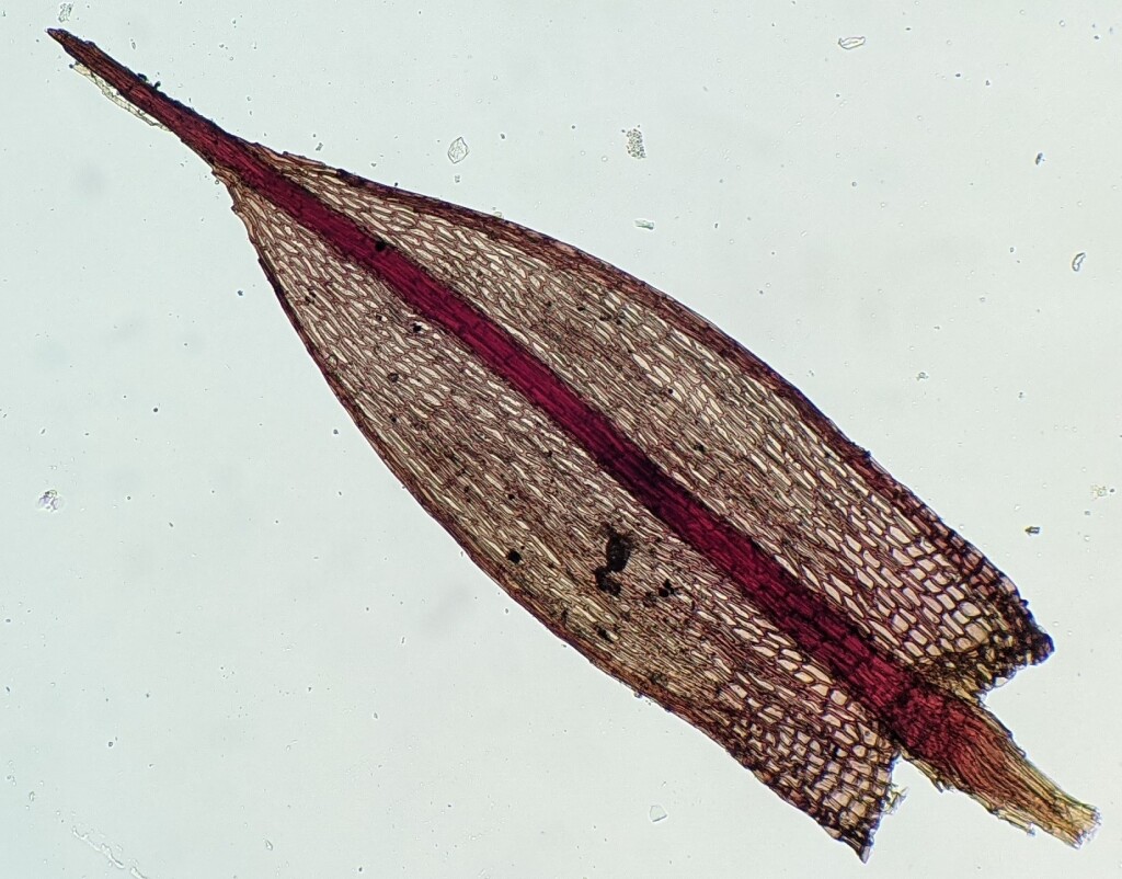 Bryum (hero image)