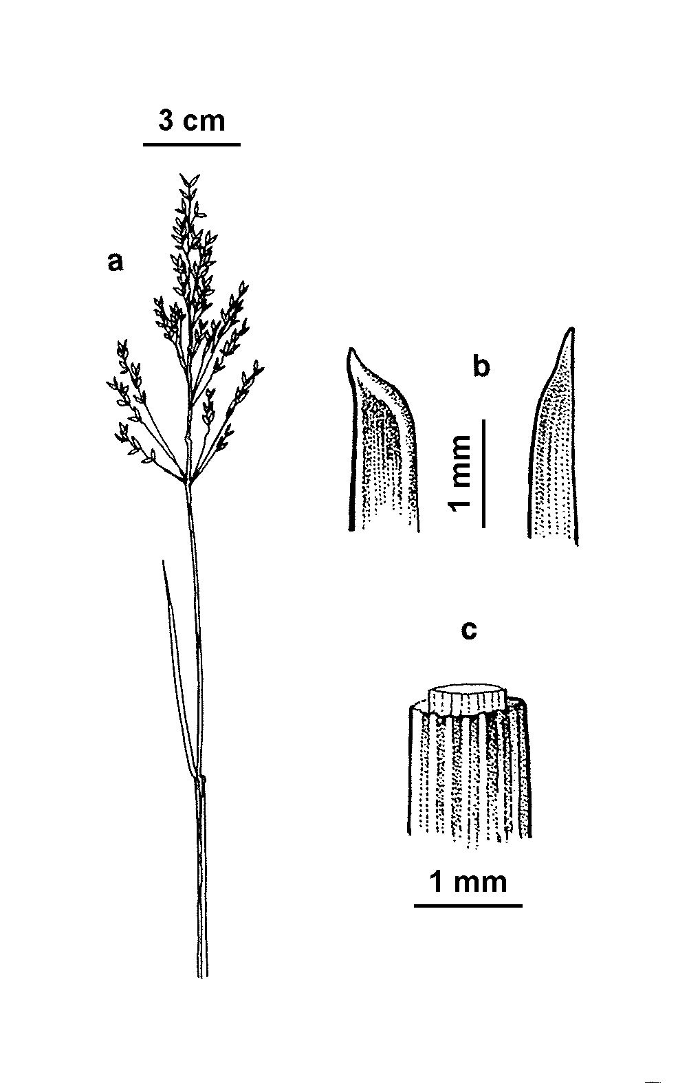 Poa clelandii (hero image)