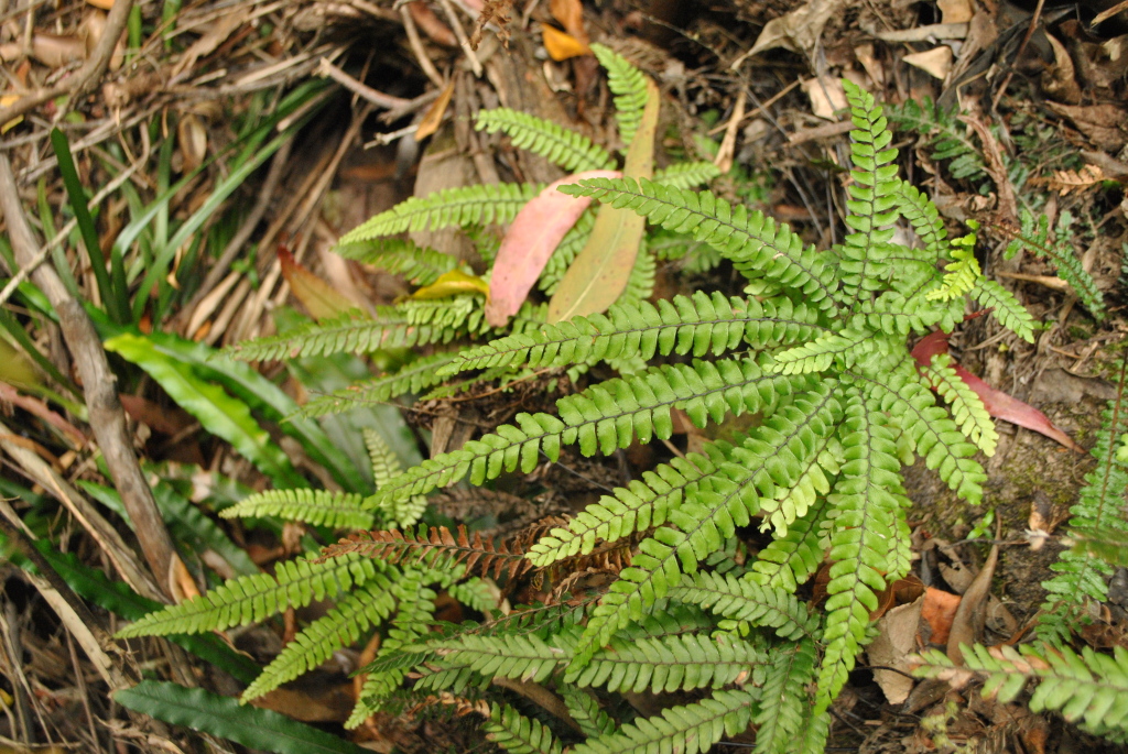 Adiantum hispidulum (hero image)