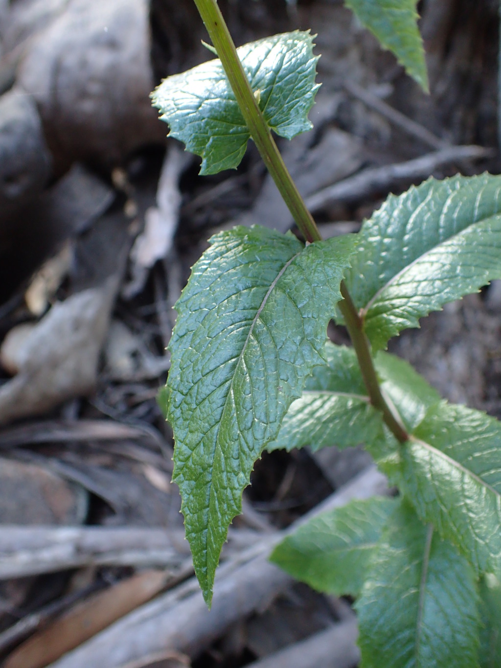 Senecio linearifolius var. latifolius (hero image)