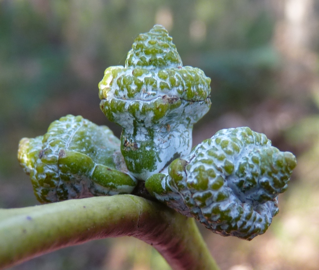 Eucalyptus globulus subsp. bicostata (hero image)