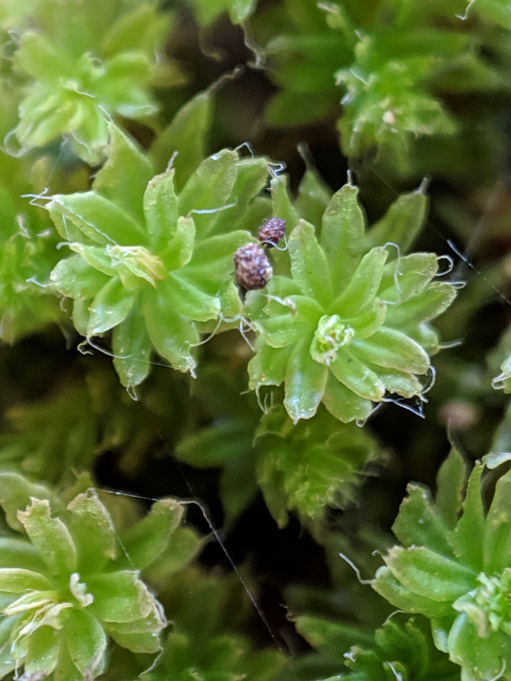 Leptostomum (hero image)