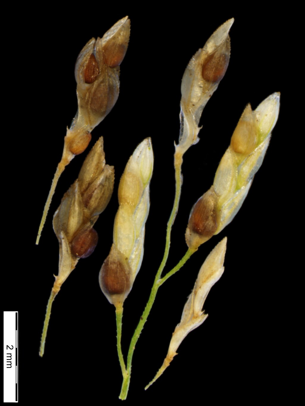 Eragrostis (hero image)