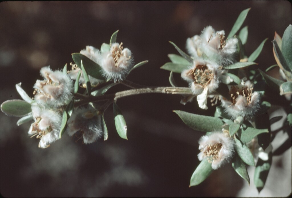 Leptospermum lanigerum (hero image)