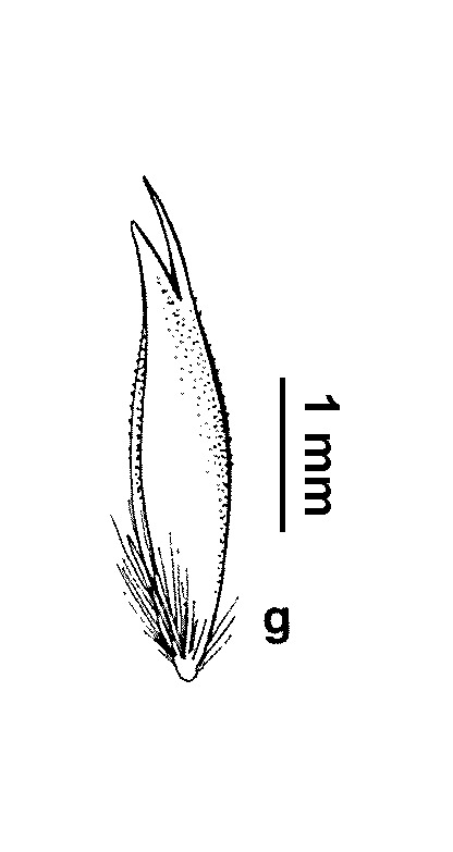 Deyeuxia contracta (hero image)