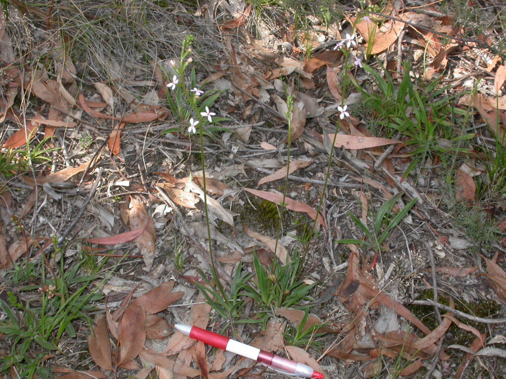 Stylidium armeria (hero image)