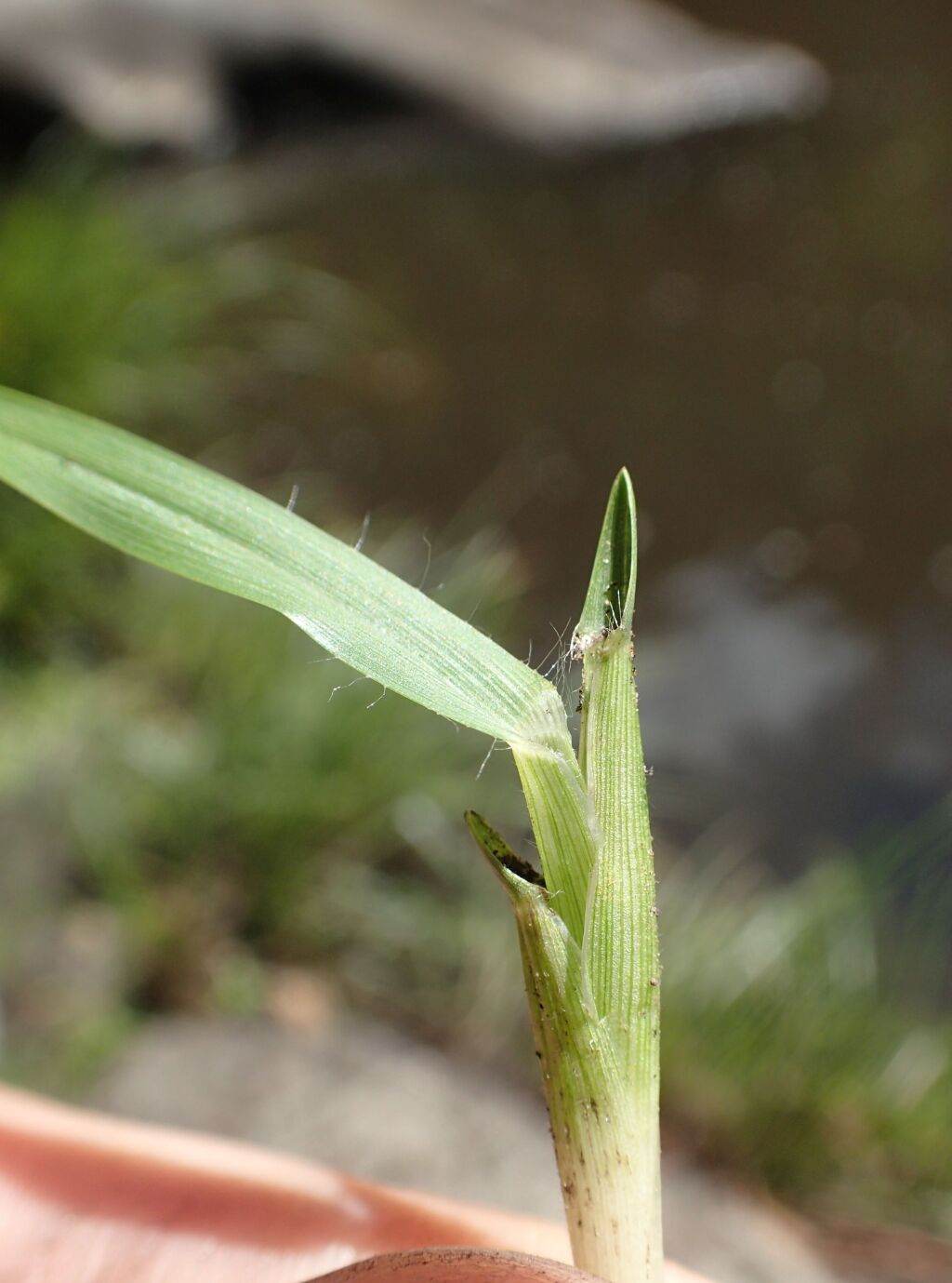 Hemarthria uncinata var. uncinata (hero image)