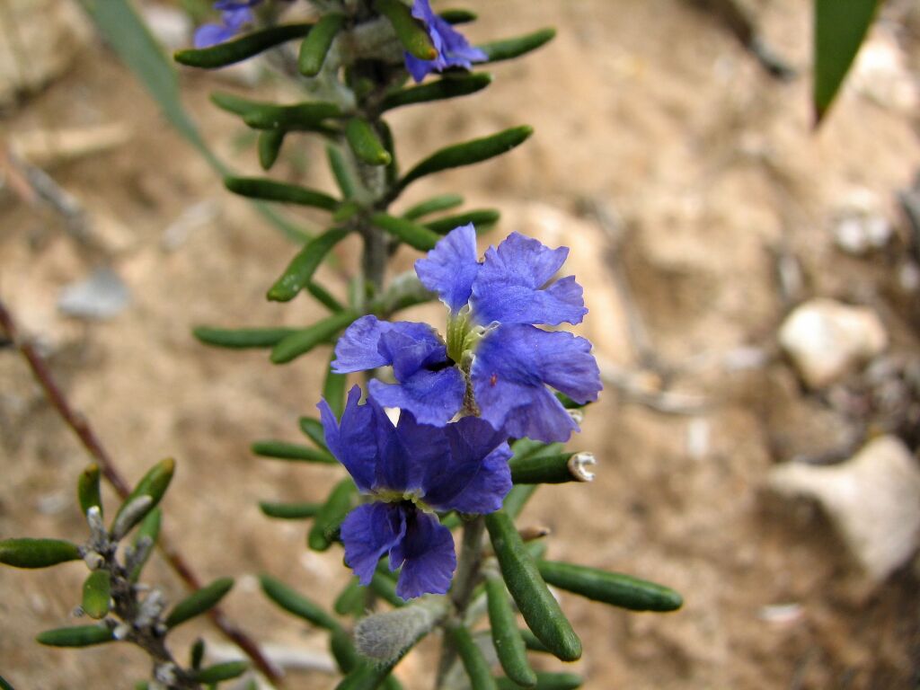 Dampiera rosmarinifolia (hero image)