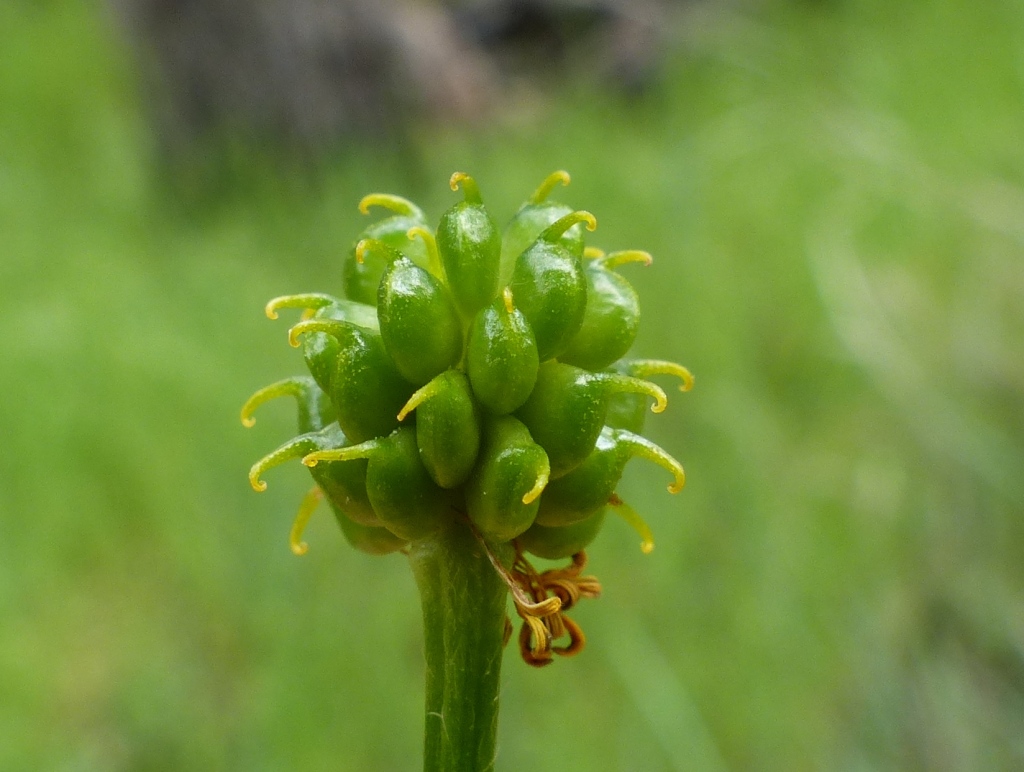 Ranunculus lappaceus (hero image)