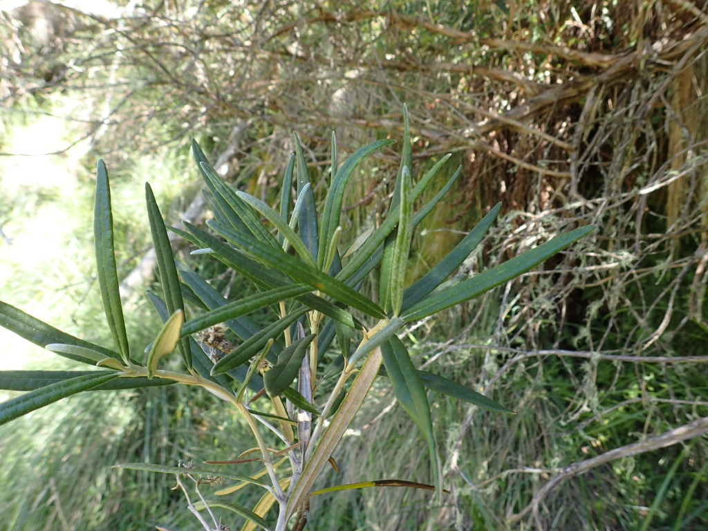 Olearia alpicola (hero image)