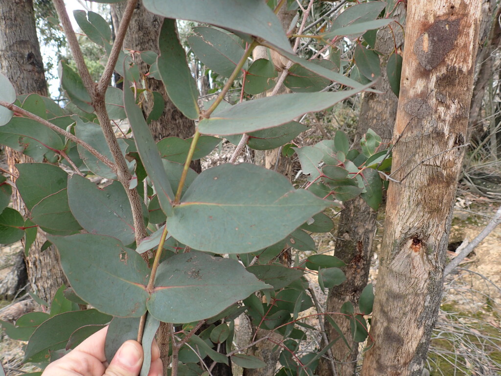 Eucalyptus dives (hero image)