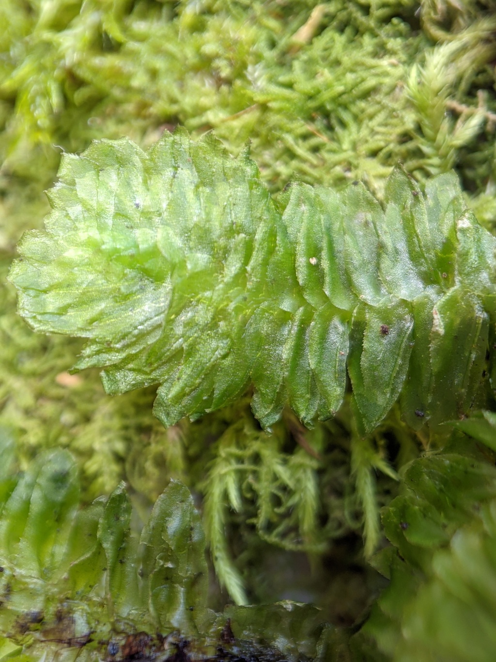 Schistochila (hero image)