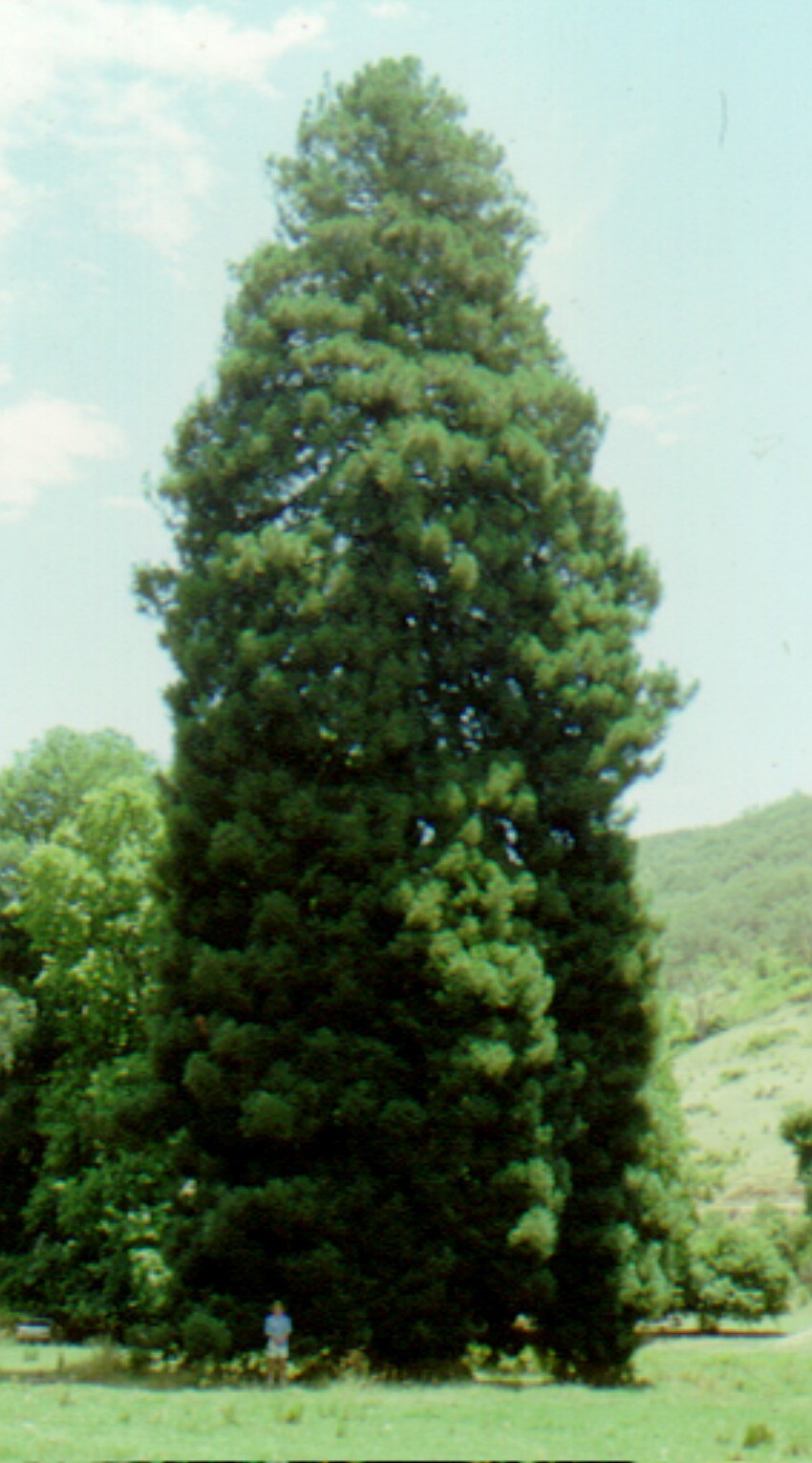Sequoia sempervirens (hero image)
