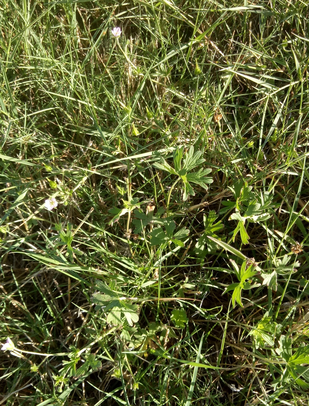 Geranium sp. 6 (hero image)